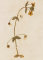Scarlet pimpernel, Anagallis arvensis, Albury Heath July 1831, W H Carr collection at RHS Wisley Herbarium